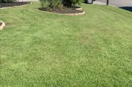 lawn