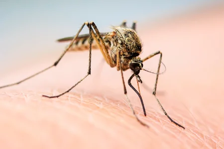 mosquito on someone's arm