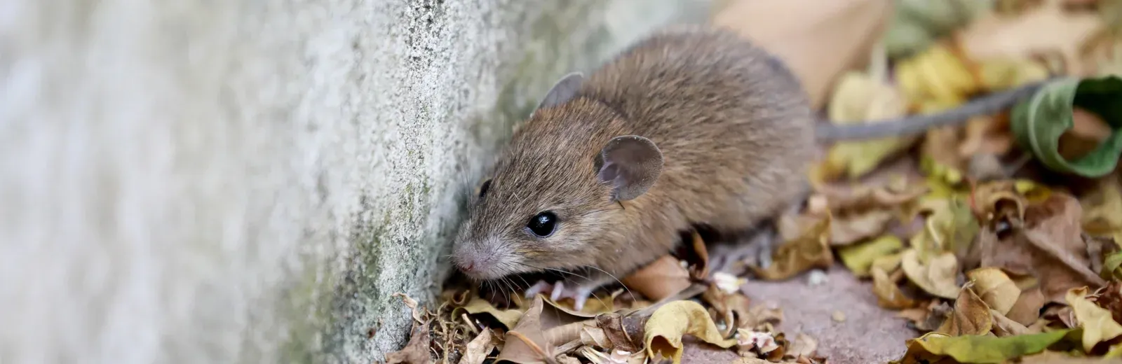 rodent next to a house