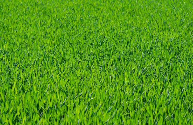 green-grass