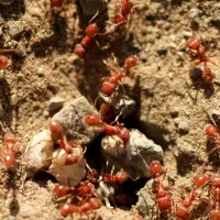 fire ants