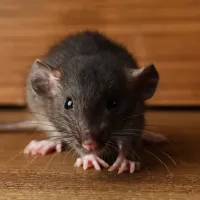rodent