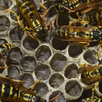 wasps