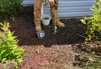termite control