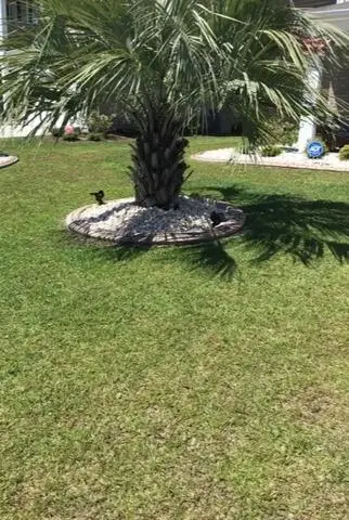 grass before