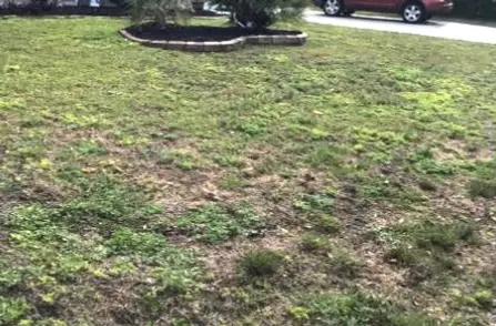 lawn