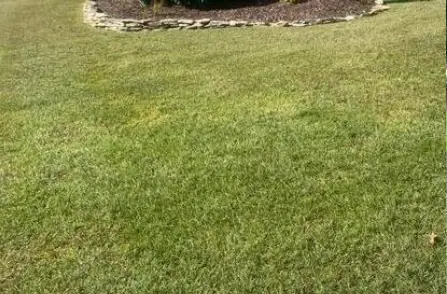 lawn