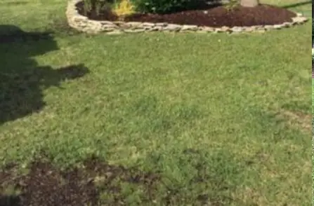 lawn