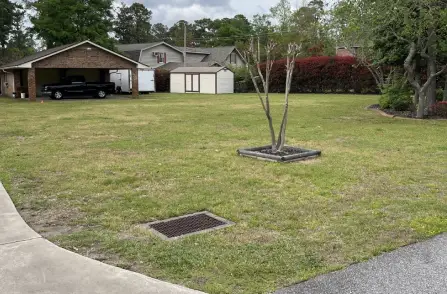 lawn